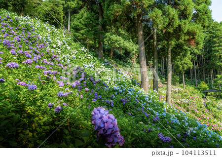千葉県茂原市　服部農園あじさい屋敷の満開のアジサイ 104113511