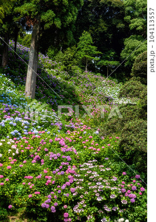 千葉県茂原市　服部農園あじさい屋敷の満開のアジサイ 104113557