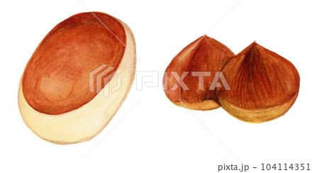 手描き水彩の栗まんじゅうと栗のセットイラスト 104114351