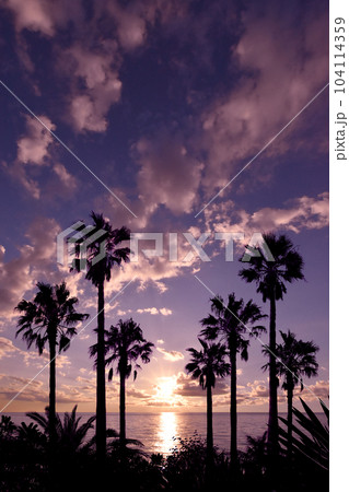 椰子の木が美しい、ピンクゴールドの夕暮れ風景 104114359