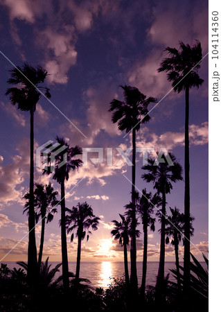 椰子の木が美しい、ピンクゴールドの夕暮れ風景 104114360