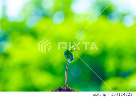 黒豆の芽生え 104114822