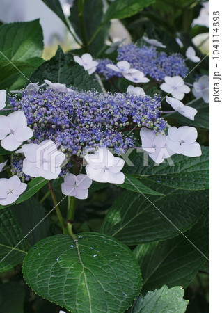 5弁の紫陽花 104114898