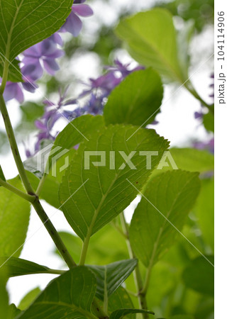 紫陽花 104114906