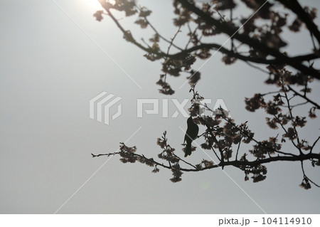 逆光でシルエットになった桜の木にヒヨドリ 逆光でシルエットになった桜の木にヒヨドリ 104114910