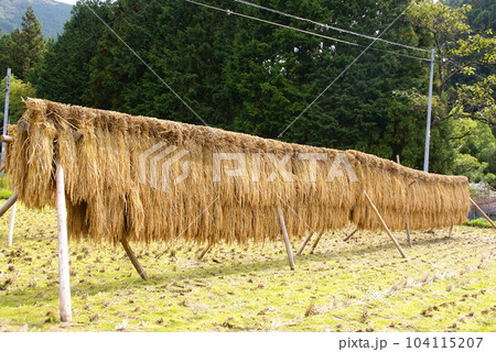 稲架掛け 104115207