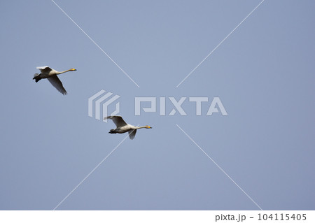 低空を飛ぶ二羽の白鳥 低空を飛ぶ二羽の白鳥 104115405