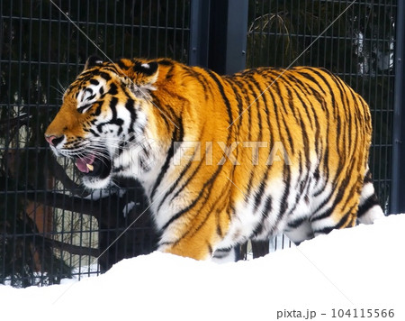 円山動物園の人気者 104115566