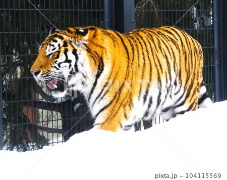 円山動物園の人気者 円山動物園の人気者 104115569