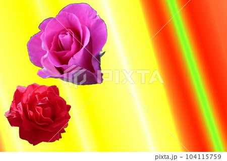 しっとりと赤いバラ しっとりと赤いバラ 104115759