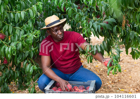 Focused African American farmer harvests ripe peaches in the garden Focused African American farmer harvests ripe peaches in the garden 104116601