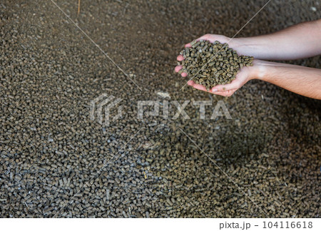 Male hands holding handful of pelleted rapeseed cake 104116618