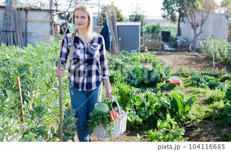 Young woman gardener holding harvest of vegetables and greens in basket Young woman gardener holding harvest of vegetables and greens in basket 104116685