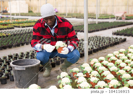 Gardener choosing cauliflower in pot 104116915