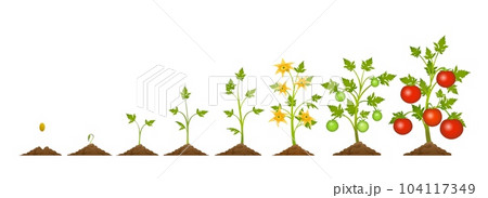 Red tomato plant growing stages 104117349