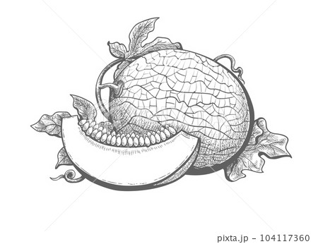 Cantaloupe melon engraving Cantaloupe melon engraving 104117360