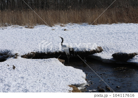 丹頂 タンチョウ タンチョウヅル 104117616