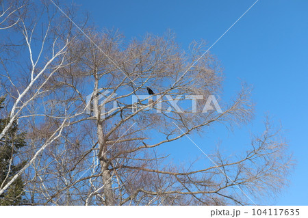 北海道 飛ぶ 飛行 104117635