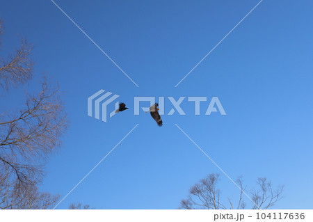 北海道 飛ぶ 飛行 104117636