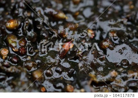 オオヨドカワゴロモ オオヨドカワゴロモ 104117878