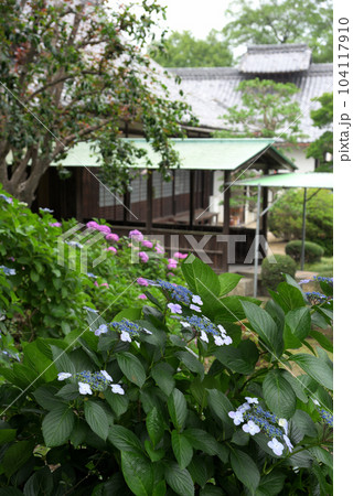 [愛知県》稲沢市 大塚性海寺歴史公園・性海寺のあじさい [愛知県》稲沢市 大塚性海寺歴史公園・性海寺のあじさい 104117910