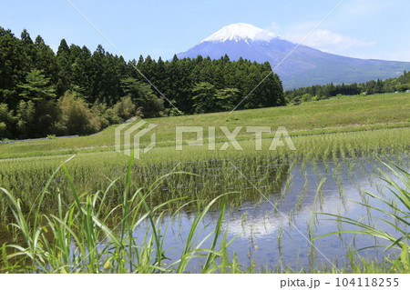 御殿場市から田んぼと美しい富士山 104118255