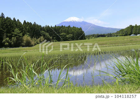 御殿場市から田んぼと美しい富士山 御殿場市から田んぼと美しい富士山 104118257