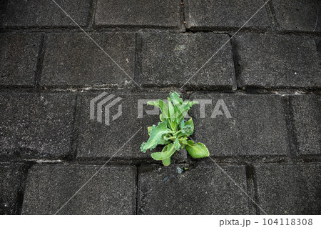 緑色が鮮やかな子宝草がコンクリートの壁から生えている 104118308