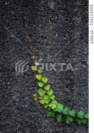 壁を登っていく蔦の若葉が緑色のグラデーションを描く 104118309