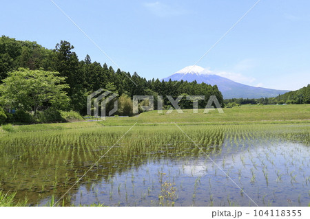 御殿場市から田んぼと美しい富士山 104118355