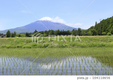 御殿場の田んぼと美しい富士山 御殿場の田んぼと美しい富士山 104118656