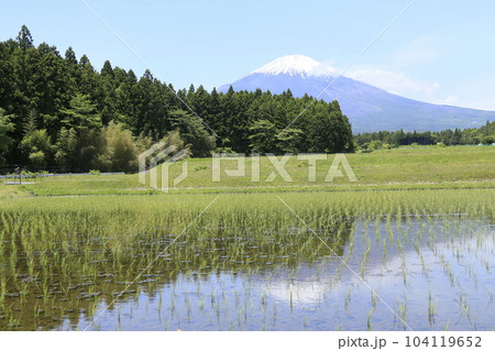 御殿場の田んぼと美しい富士山 御殿場の田んぼと美しい富士山 104119652