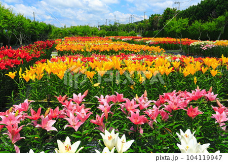 【兵庫県】早咲きのユリが満開の篠山玉水ゆり園 104119947
