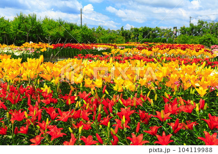 【兵庫県】早咲きのユリが満開の篠山玉水ゆり園 104119988