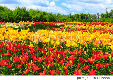 【兵庫県】早咲きのユリが満開の篠山玉水ゆり園 104119990