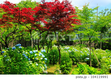 【兵庫県】篠山玉水ゆり園の紫陽花　 104119991