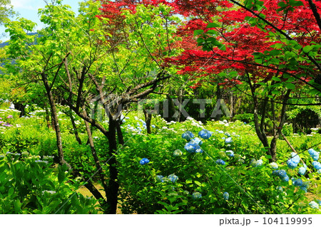 【兵庫県】篠山玉水ゆり園の紫陽花　 104119995