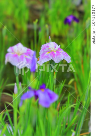 雨に濡れる美しい赤紫の花菖蒲 雨に濡れる美しい赤紫の花菖蒲 104120177