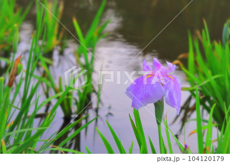 雨に濡れる水辺の美しい花菖蒲 雨に濡れる水辺の美しい花菖蒲 104120179