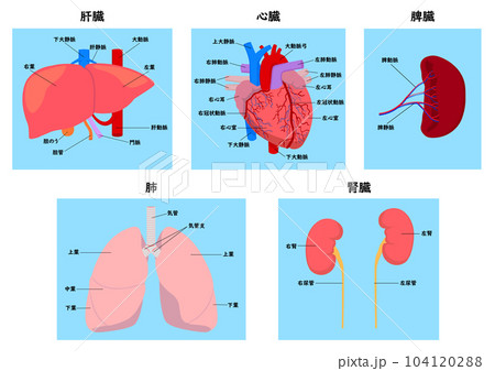 人間の主要な臓器の肝臓と心臓と脾臓と肺と腎臓の各部名称 104120288
