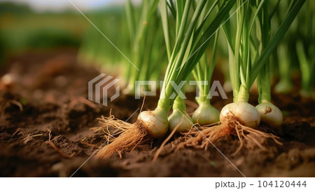 A close up of green onions plant on a plantation A close up of green onions plant on a plantation 104120444