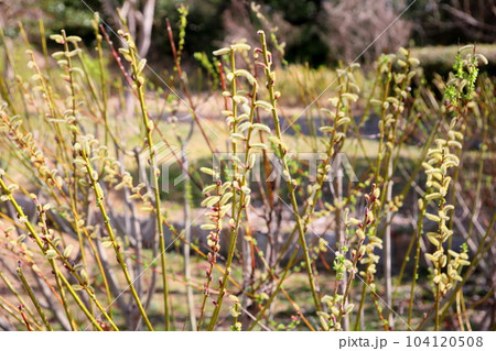 早春 芽吹き イヌコリヤナギ 花穂 早春 芽吹き イヌコリヤナギ 花穂 104120508