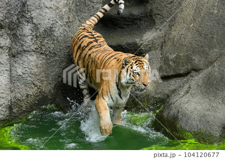 入水するアムールトラのメス 入水するアムールトラのメス 104120677