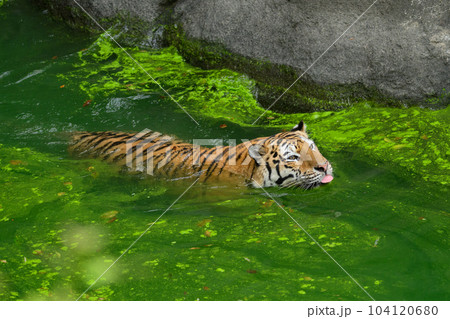 緑色の池で泳ぐアムールトラのメス 緑色の池で泳ぐアムールトラのメス 104120680