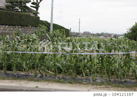 トウモロコシの雄花切り 104121107