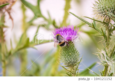 Bumble-bee sitting on wild thistle purple flower 104121152