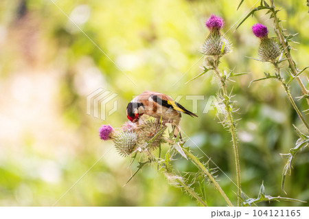 European goldfinch, feeding on the seeds of thistles. Carduelis carduelis. European goldfinch, feeding on the seeds of thistles. Carduelis carduelis. 104121165