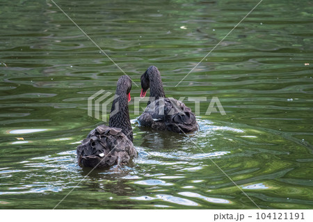 Two graceful black swans with a red beak is swimming on a lake with dark green water. Cygnus atratus 104121191