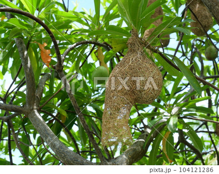 Group of Baya Weaver (Ploceus philippinus) bird nest on tree plant branch with blue sky in background, Thailand Group of Baya Weaver (Ploceus philippinus) bird nest on tree plant branch with blue sky in background, Thailand 104121286