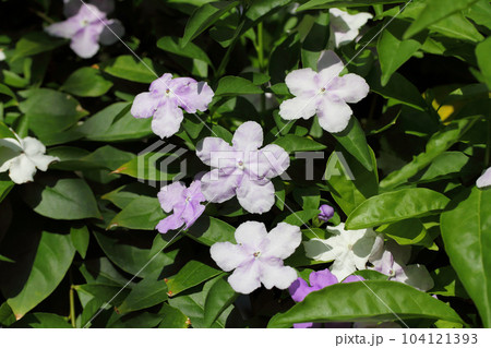 ニオイバンマツリのピンク色の花 ニオイバンマツリのピンク色の花 104121393